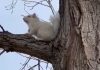 ‘Super rare’ albino squirrel is spotted on South Dakota golf course