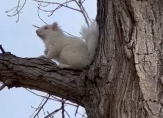 ‘Super rare’ albino squirrel is spotted on South Dakota golf course