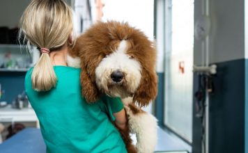 Vet shares how to know if dog is healthy weight in 30 secs – without scales
