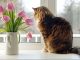 Vet shares flowers that are toxic to cats and can cause health conditions