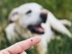 The 9 red flag symptoms of Lyme disease in dogs as pet owners warned